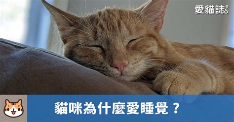 貓睡眠時間|貓咪為什麼愛睡覺？每天的睡眠時間多長？